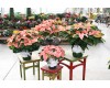 Marble Poinsettia